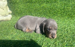 Miniature Dachshund dogs for sale: STUNNING KC REG MINIATURE DAPPLE DACHSHUNDS  - Image 14