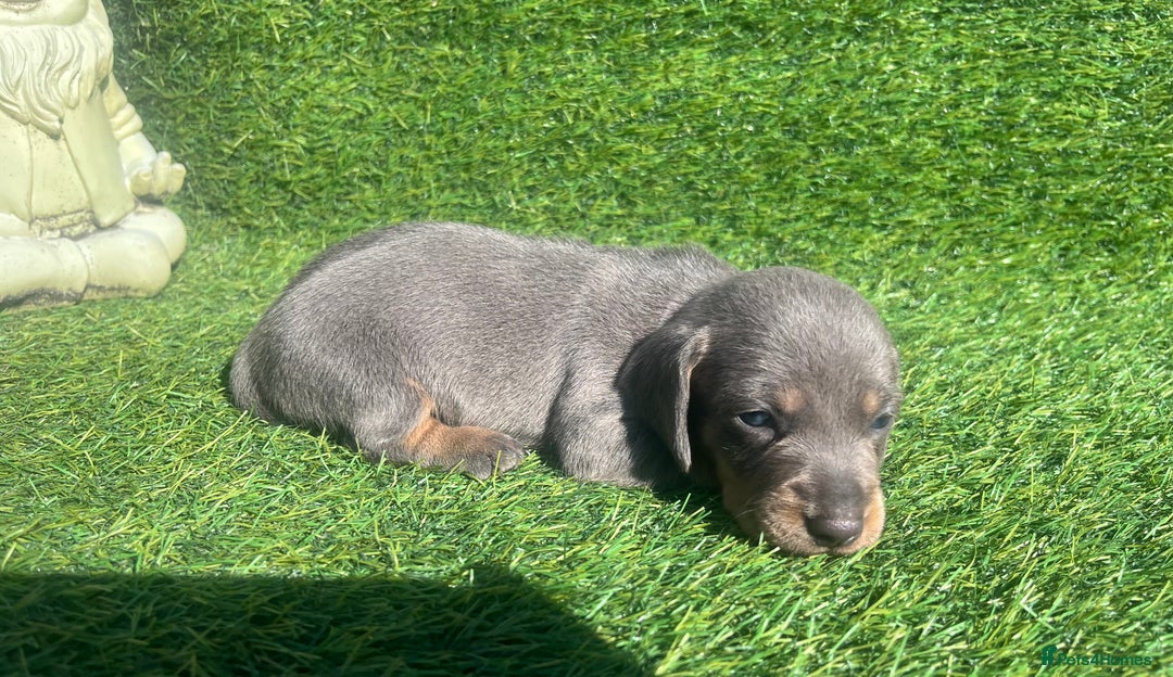 Miniature Dachshund dogs for sale: STUNNING KC REG MINIATURE DAPPLE DACHSHUNDS  - Image 14