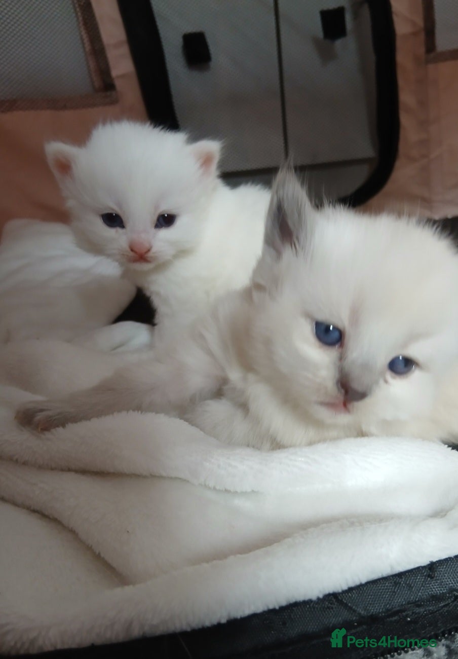 Turkish Angora cats Angoradoll Kittens - 2 available  - Advert 3