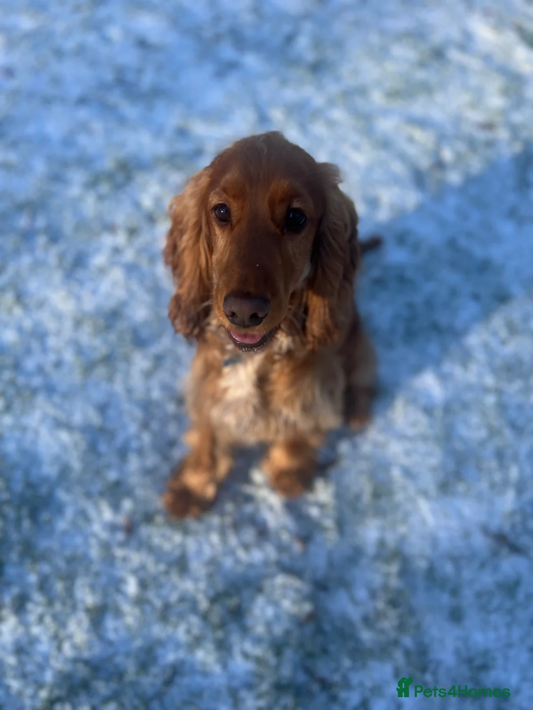 Cocker Spaniel dogs for sale: Beautiful 10 Month Golden Cocker Spaniel Dog Male in Liverpool - Advert 1