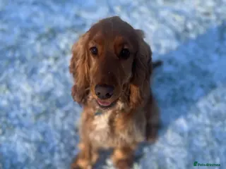 Cocker Spaniel dogs Beautiful 10 Month Golden Cocker Spaniel Dog Male - Advert 1