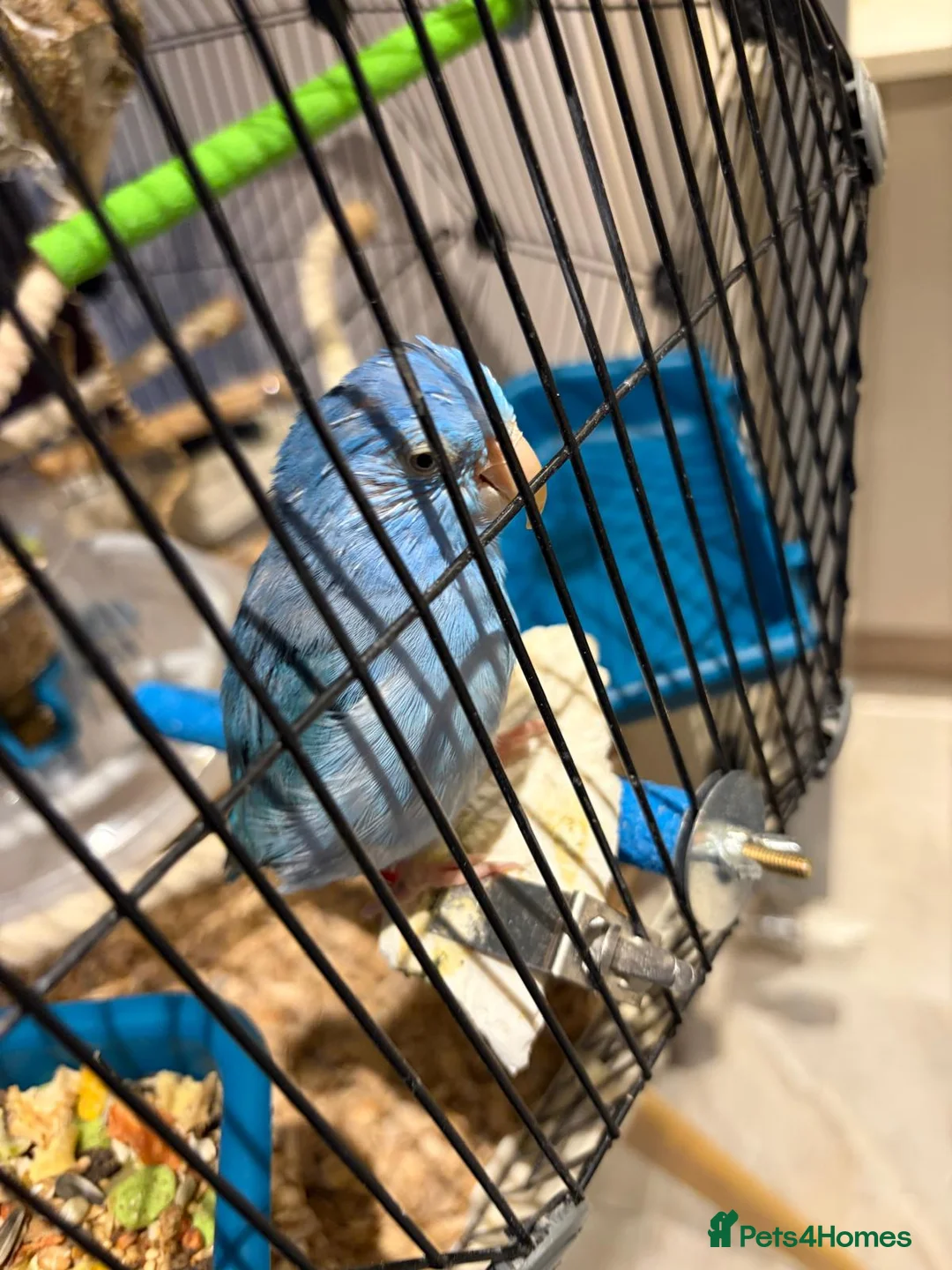 Parrots birds for sale: Female Blue Parrotlet - Advert 4