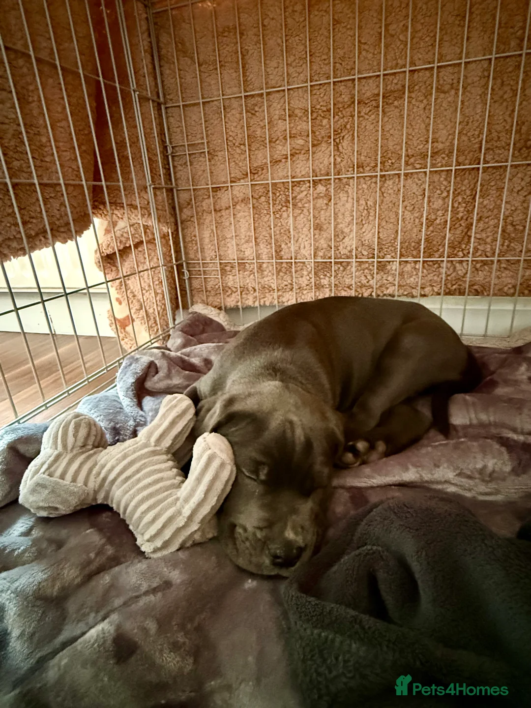 Cane Corso dogs for sale: Cane Corso Puppy - Advert 5