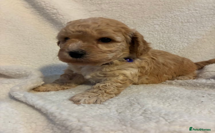 Poochon dogs - Advert 3