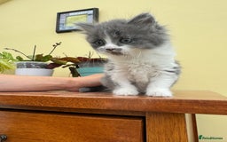 Maine Coon cats for sale: Maine coon xxx - Image 5