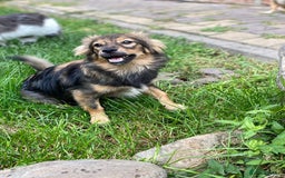 Mixed Breed dogs for adoption: 💖🐶 LESYA 🐶💖 - Image 5
