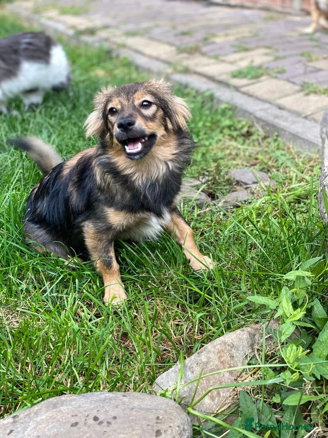 Mixed Breed dogs for adoption: 💖🐶 LESYA 🐶💖 - Image 5