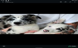 Border Collie dogs for sale: Stunning litter of blue merle border collies - Image 36