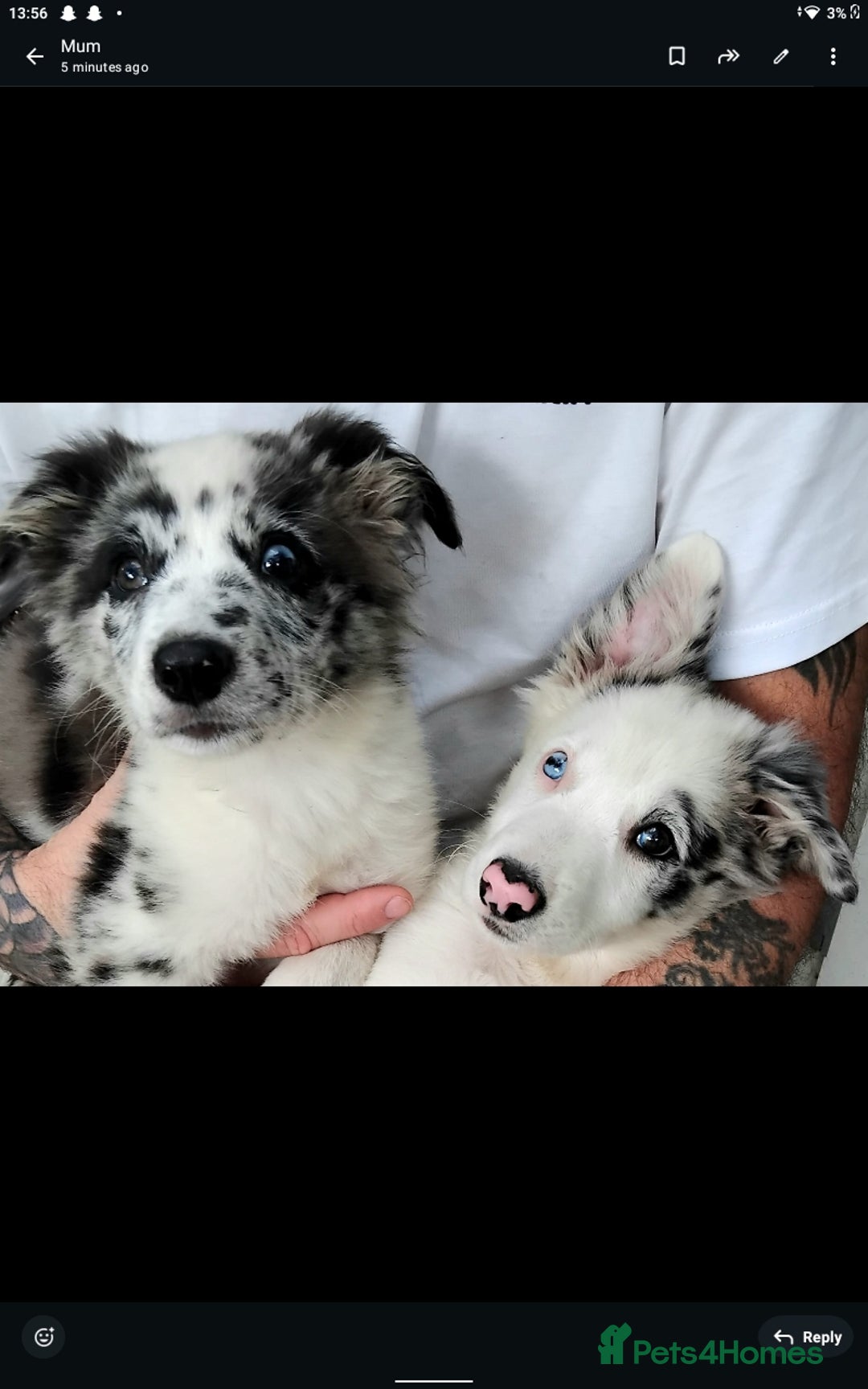 Border Collie dogs for sale: Stunning litter of blue merle border collies - Image 36