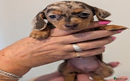 Miniature Dachshund dogs for sale: Miniature dachshund puppies - Image 7