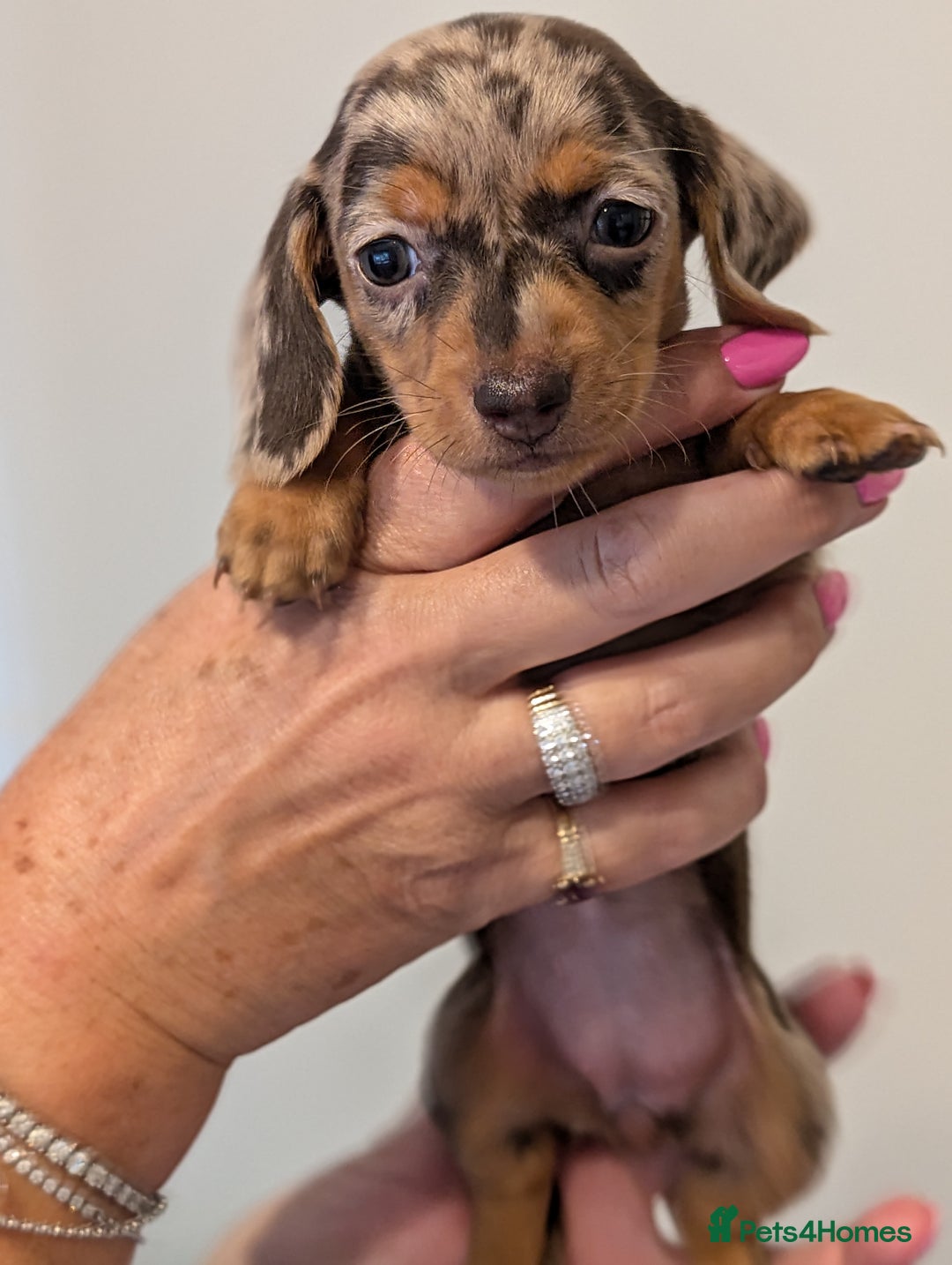 Miniature Dachshund dogs for sale: Miniature dachshund puppies - Image 7