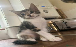 Bengal cats for sale: adorable bengal/tort kitties for sale - Image 7
