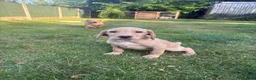 Labrador Retriever dogs for sale: Beautiful KC registered pups ready for their home - Advert 4