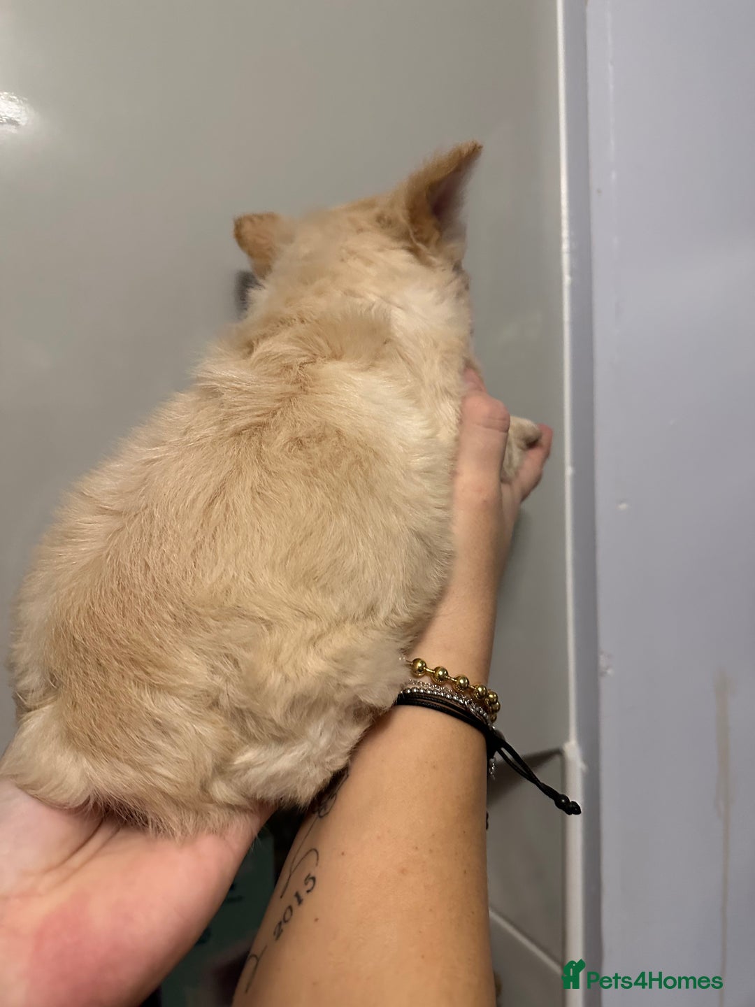 French Bulldog dogs for sale: French bulldogs - Advert 9