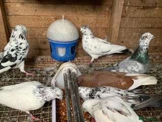 Pigeons birds - Advert 20