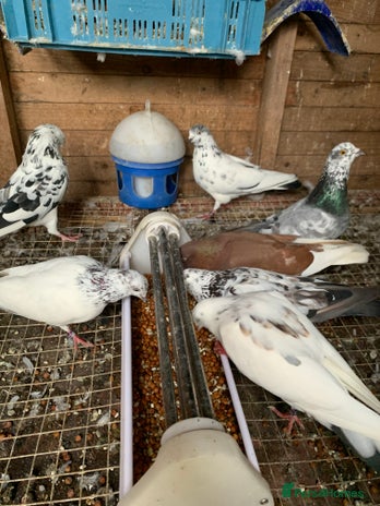 Pigeons birds - Advert 4