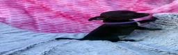 Chihuahua dogs for sale: Beautiful chihuahua puppies - Advert 7