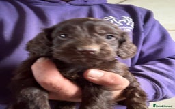 Cockapoo dogs for sale: Lovely Healthy Chocolate Cockapoos Pups - Image 11
