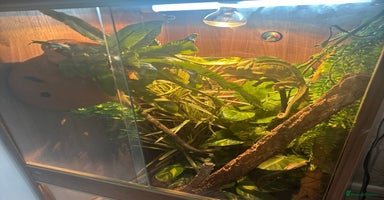 Chameleon reptiles in Camberley - Advert 9