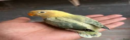Lovebirds birds for sale: Beautiful baby and adult lovebird - Advert 6