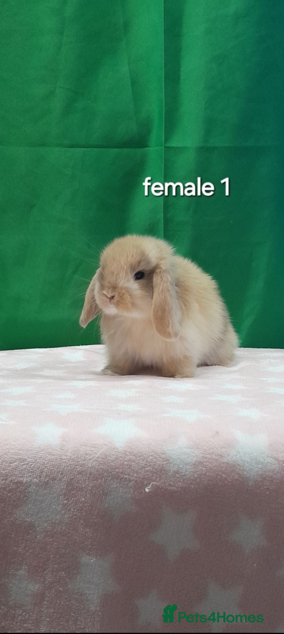 Mini Lop rabbits Purebred mini lops. Ready this weekend  - Advert 1