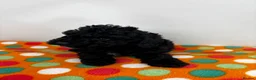 Toy Poodle dogs for sale: Toy Poodle boys KC Registered Parents - Advert 7