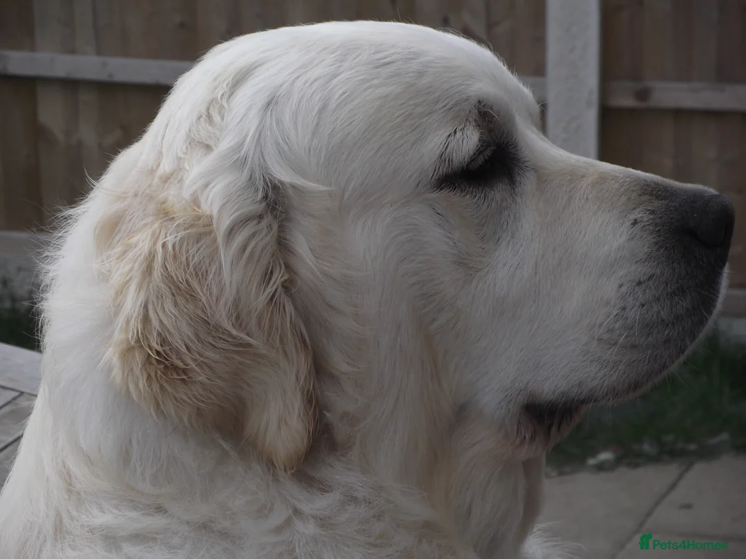 Golden Retriever dogs for stud: CHAMPION SIRED ICTHYOSIS CLEAR STUD - Advert 1