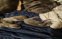Mixed Breed dogs for sale: Cane corso puppies  - Image 2