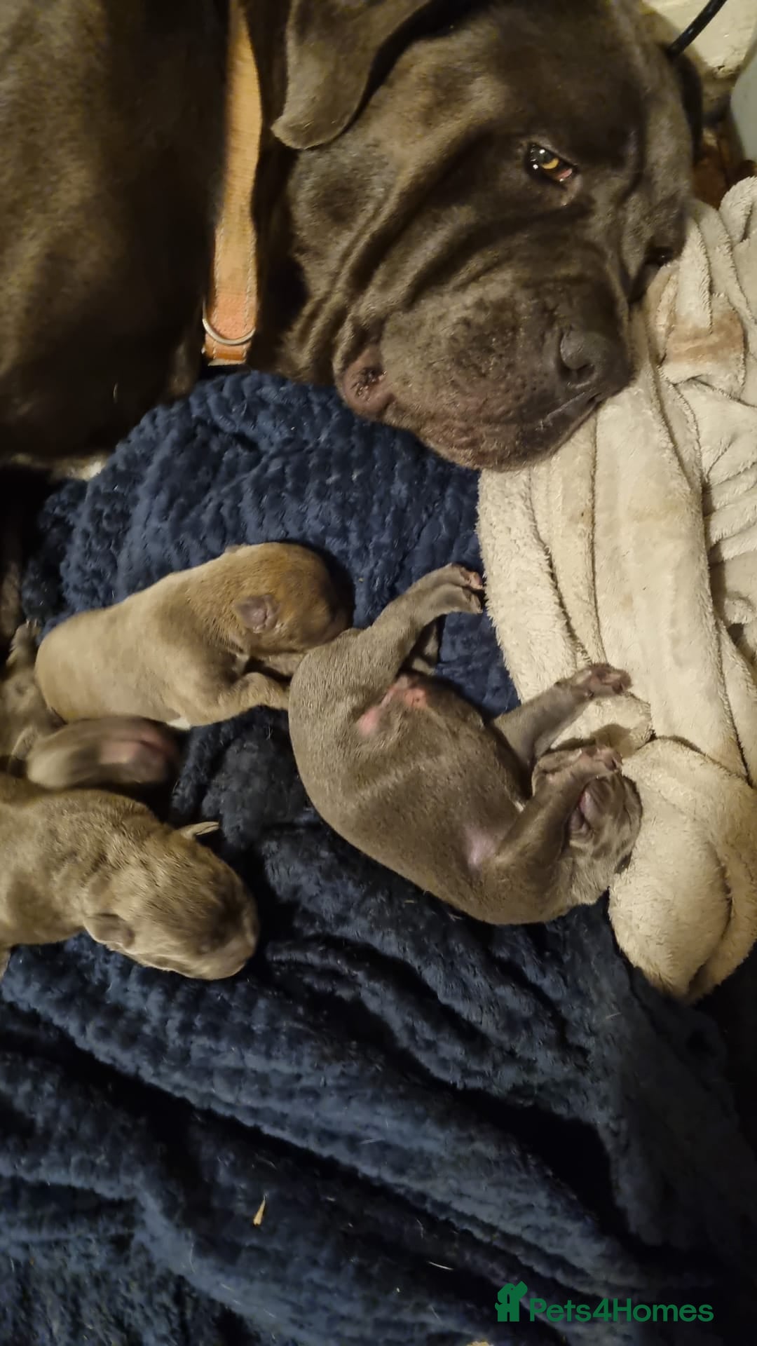Mixed Breed dogs for sale: Cane corso puppies  - Image 2