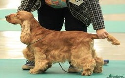 Cocker Spaniel dogs for sale: Top Quality KC Show Cockers FN PRCD-PRA CLEAR - Image 5