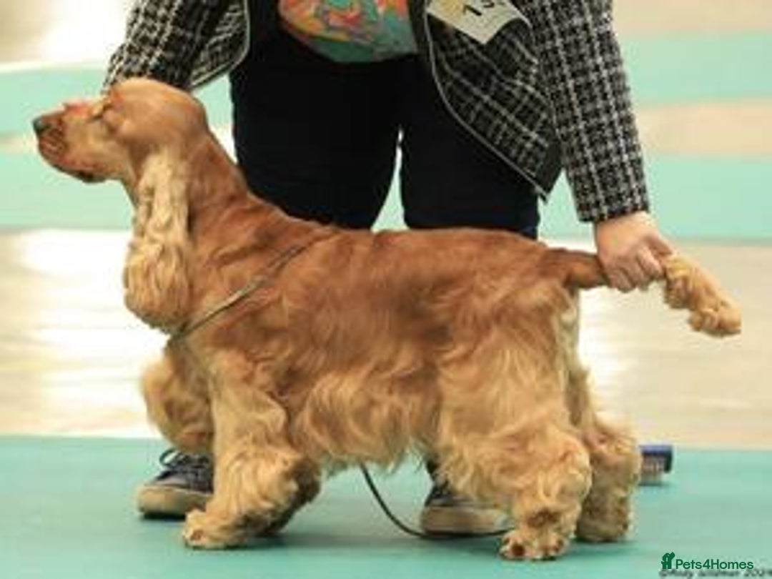 Cocker Spaniel dogs for sale: Top Quality KC Show Cockers FN PRCD-PRA CLEAR - Image 5