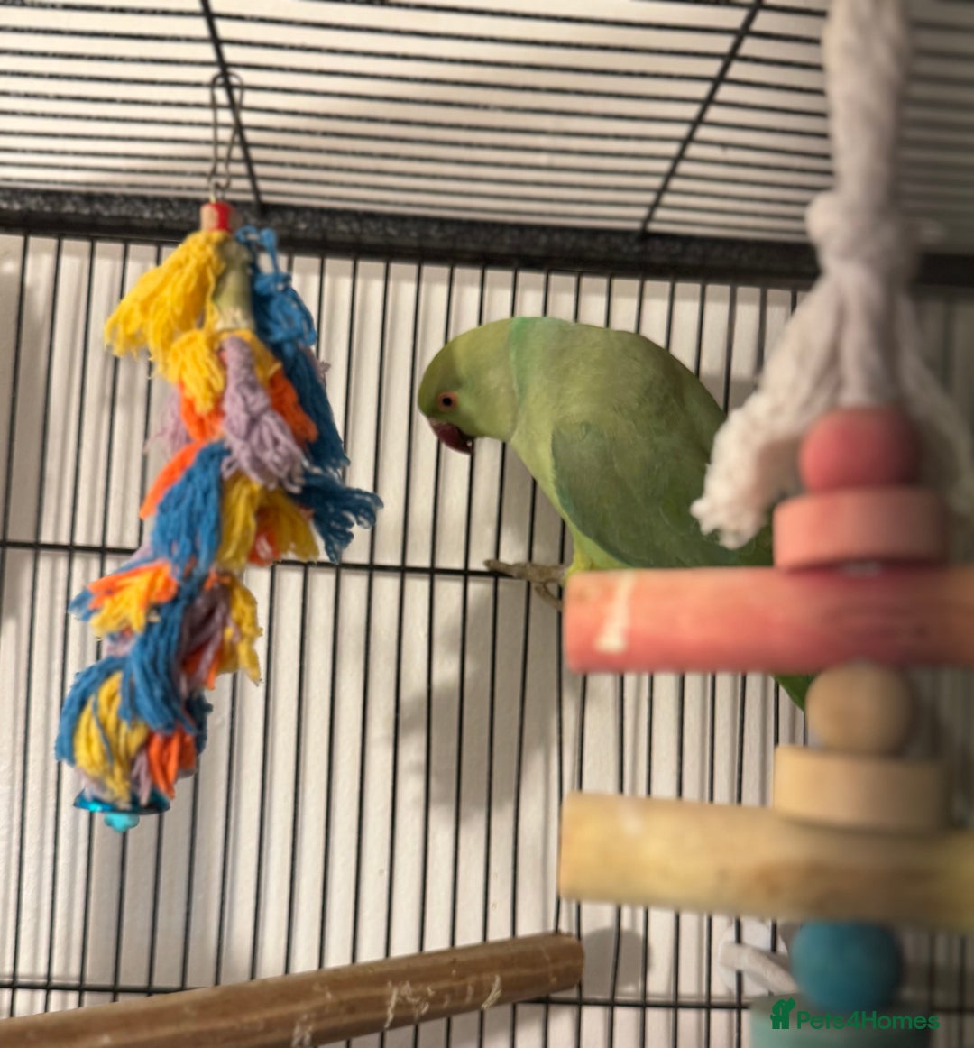 Ringnecks birds for sale: GREEN RINGNECKS PAIRS - Image 9