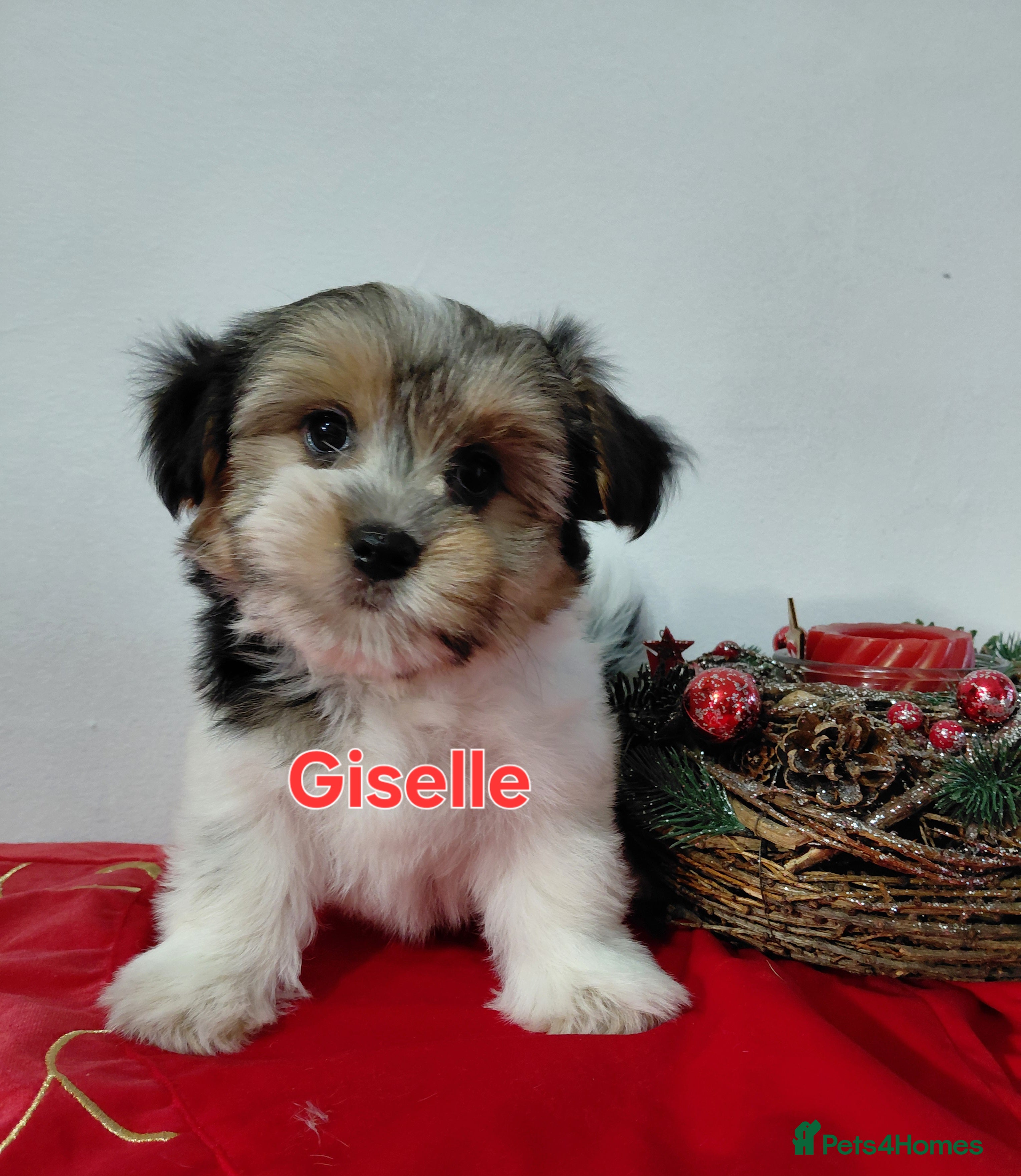 Biewer Terrier dogs Biewer Terrier puppies-White yorkie  - Advert 3