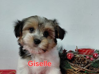 Biewer Terrier dogs Biewer Terrier puppies-White yorkie - Advert 3