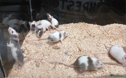 Mouse rodents for sale: Baby Coloured Fancy Mice  - Advert 3