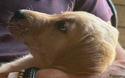 Goldador dogs for sale: Goldador Puppies  - Image 4