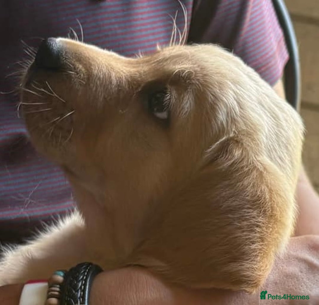 Goldador dogs for sale: Goldador Puppies  - Image 4