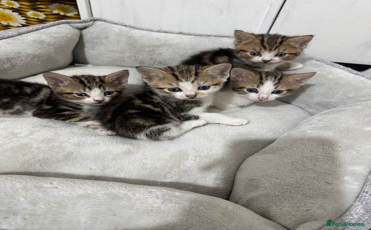 American Shorthair cats - Advert 11