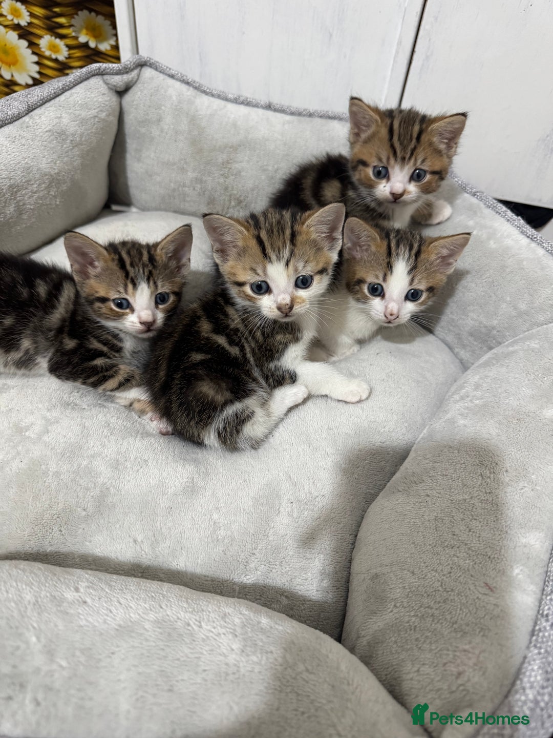 American Shorthair cats for sale: Kitten  - Image 1