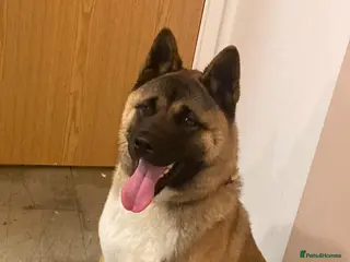 Akita dogs Beautiful Akita male puppy for sale - Advert 2