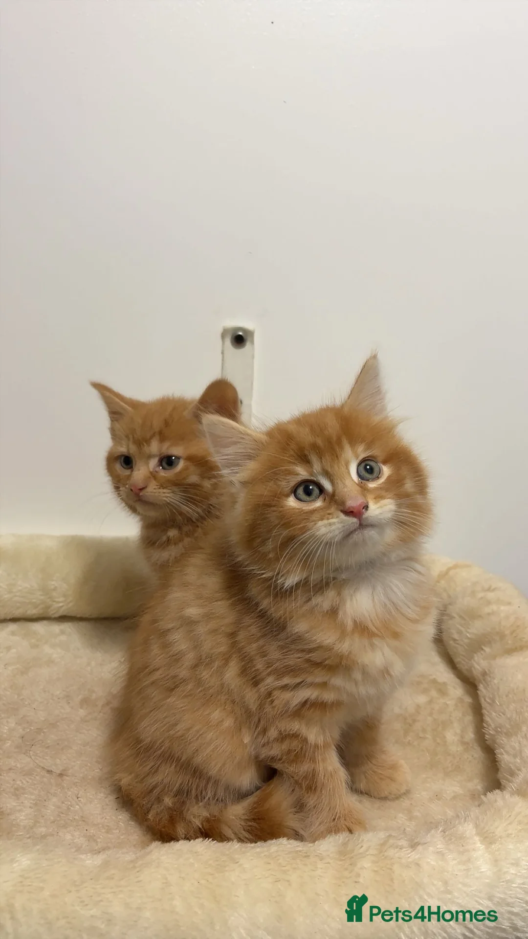 American Shorthair cats for sale: X2 Male Ginger Kittens - Ready to leave! 🐈 - Advert 5