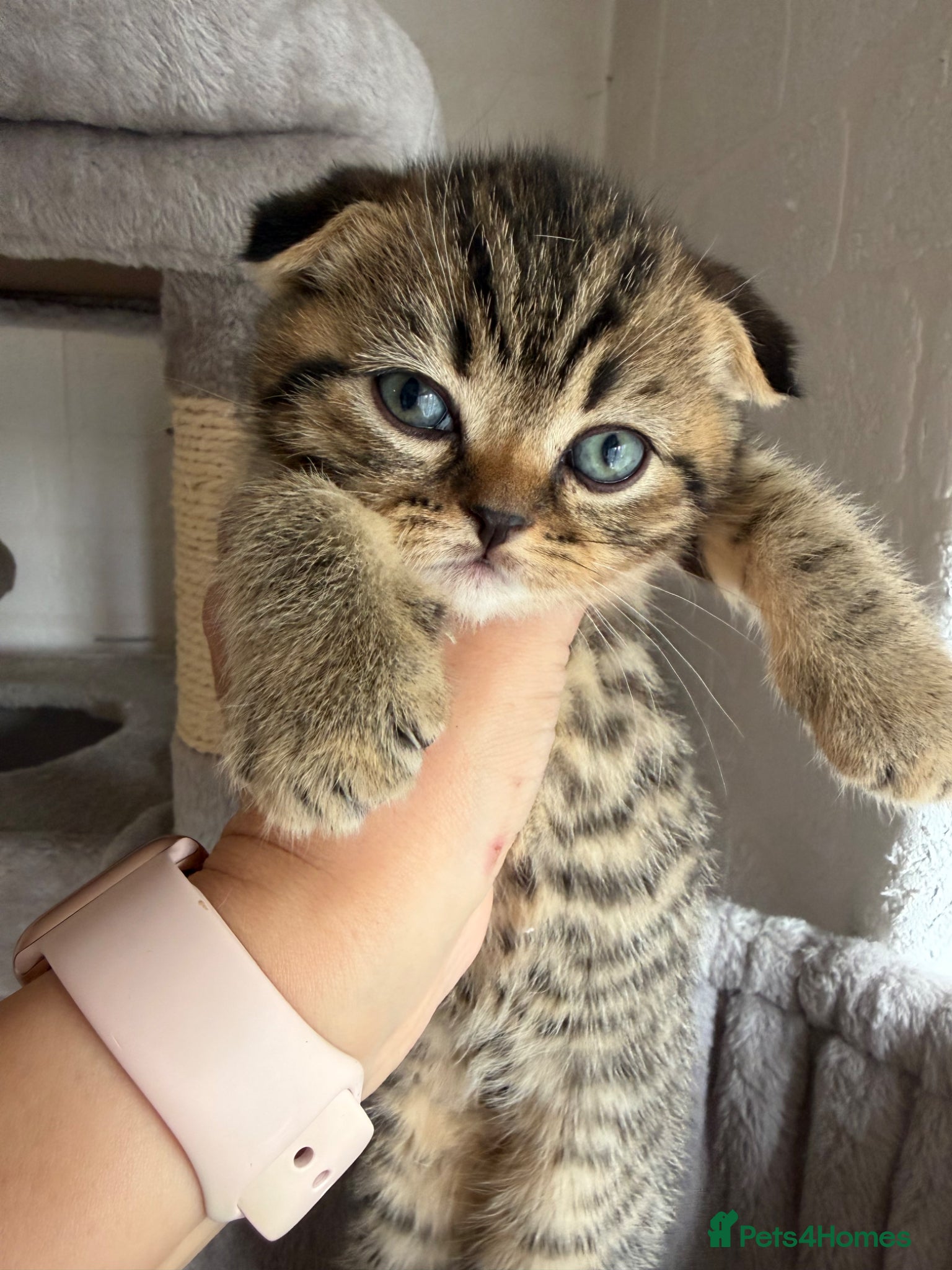 British Shorthair cats British short hair x Scottish fold kittens - Advert 1