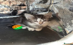 Mixed Breed cats for sale: Kittens for sale  - Image 25