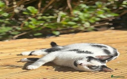 Mixed Breed cats for sale: KITTENS READY TO LEAVE!! BEAUTIFUL MARKINGS  - Image 5