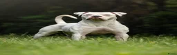 American Bulldog dogs for sale: American Bulldog Puppies!  - Advert 12