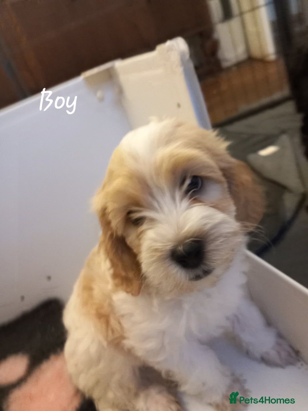 Cockapoo dogs for sale: Beautiful cockapoo puppies  - Advert 6