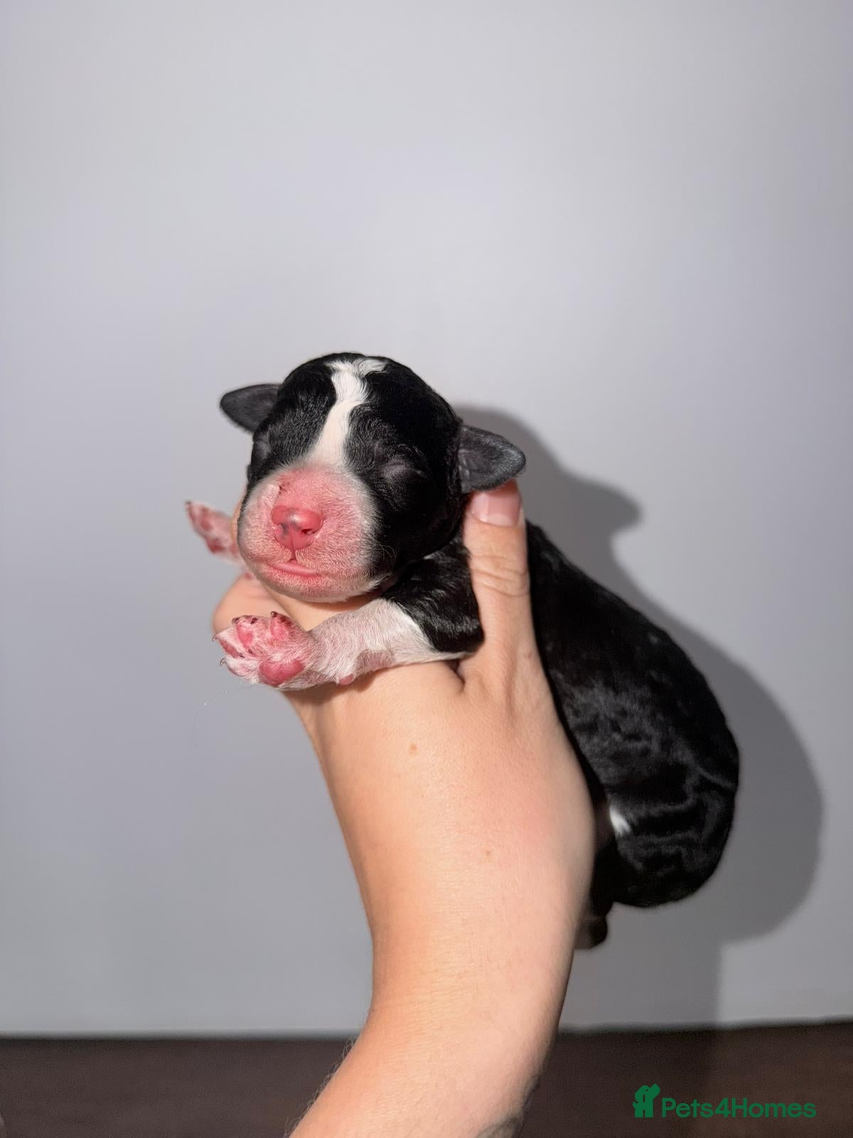 Mixed Breed dogs  Australian Bernedoodles  - Advert 2