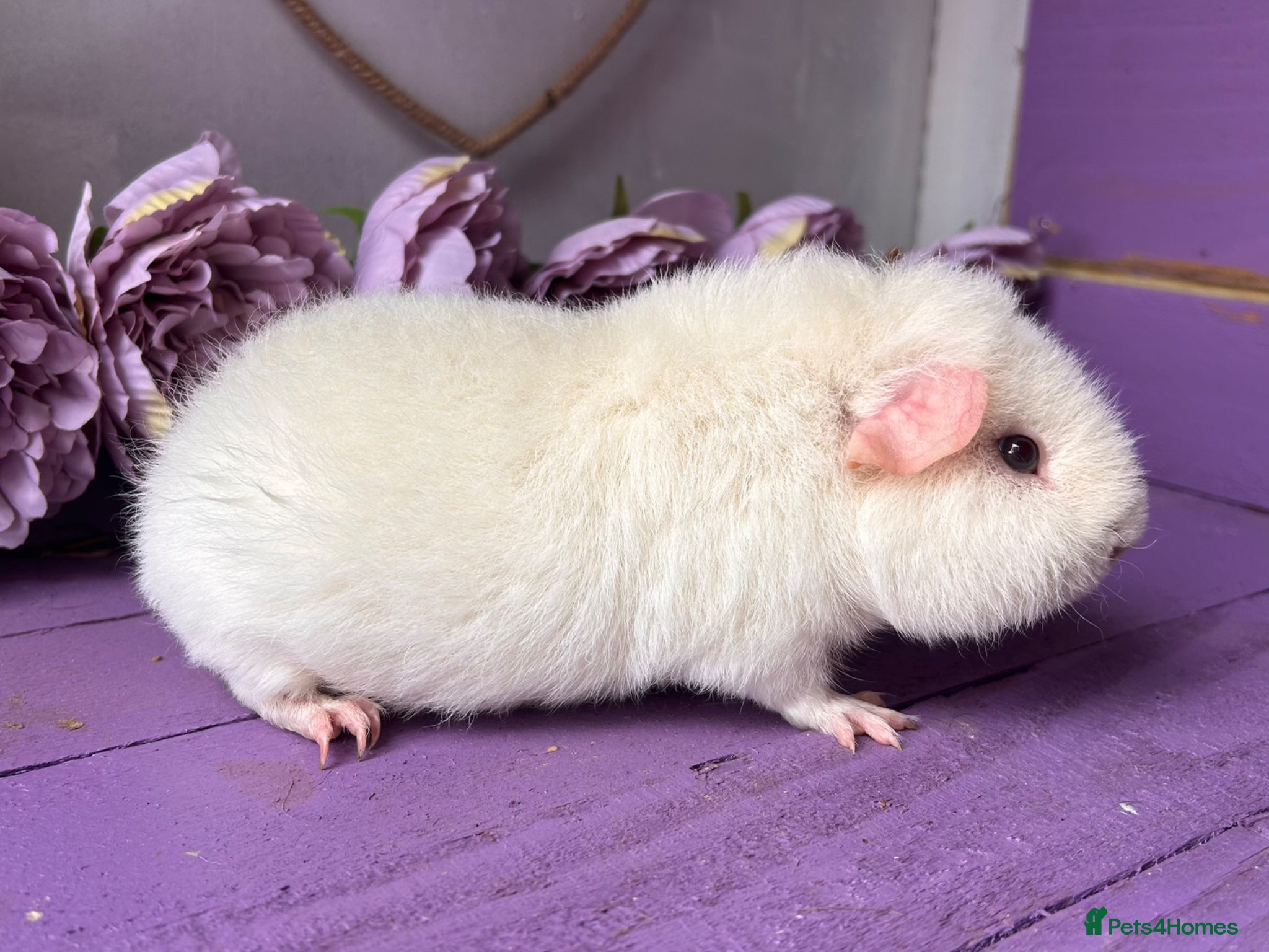 Guinea Pig rodents Young Pure Bred Teddy Boar - Advert 1