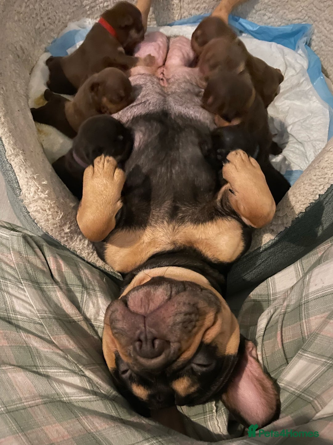 French Bulldog dogs for sale: Frenchies in Chocolate & Tan and Rojo - Advert 2