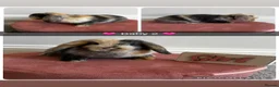 Mini Lop rabbits for sale: Gorgeous Baby Mini Lop Girls - Advert 6